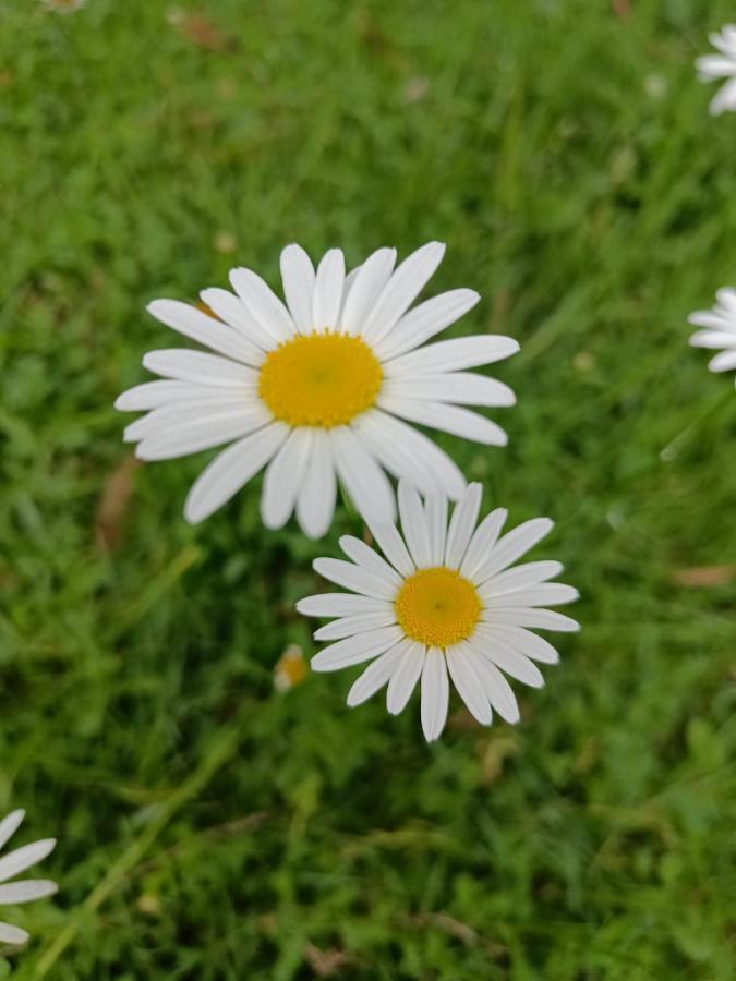 Natures Retreat Hotels And Resorts Ooty Exteriör bild